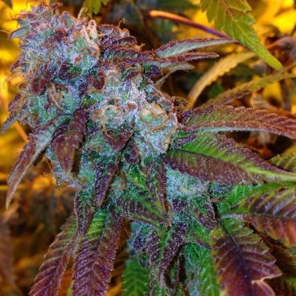 Featured Image of Funk Dawg (Clusterfunk X Stardawg)