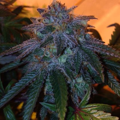 Featured Image of Chocolate Stardawg