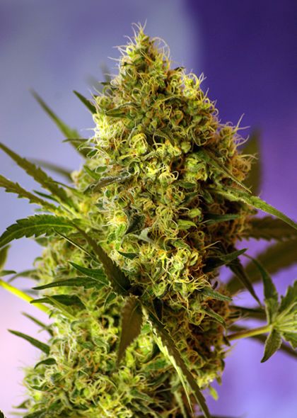 Featured Image of Big Devil Auto