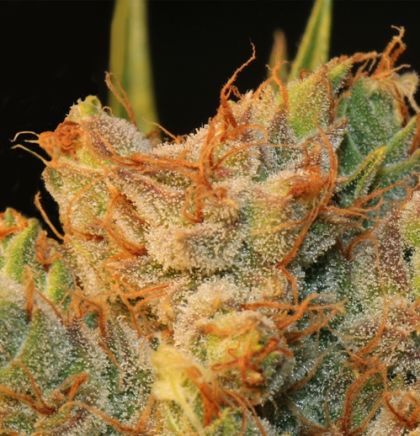 Featured Image of Mk-Ultra Kush X Bubble