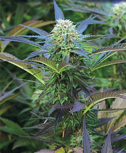 Featured Image of Royal Purple Kush Auto