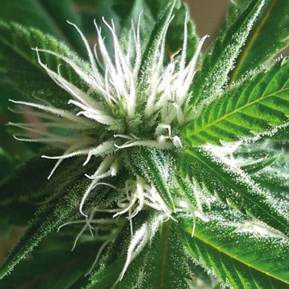 Featured Image of Banana Crack