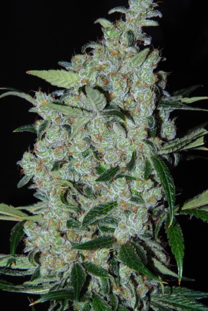 Featured Image of Purple Mexican