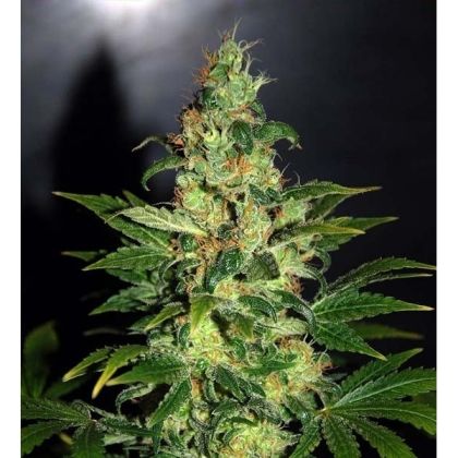 Featured Image of Chronic Haze