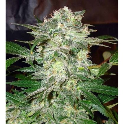 Featured Image of Mazar Kush