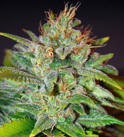 Featured Image of Skunk 47