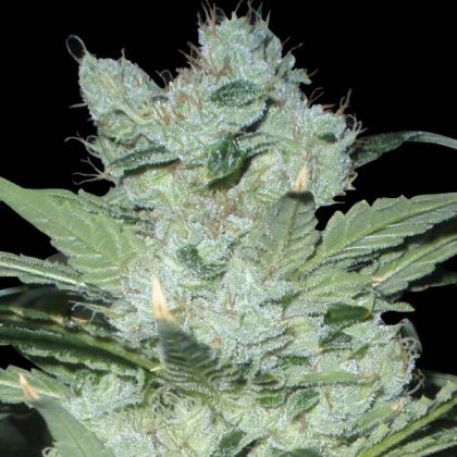 Featured Image of Neville Haze Auto