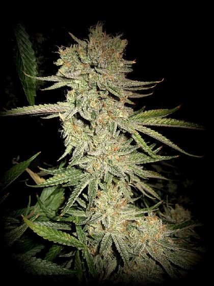Featured Image of Dream N Sour