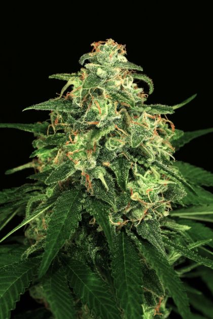 Featured Image of Mango Cream