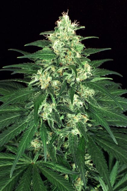 Featured Image of Lemon Candy