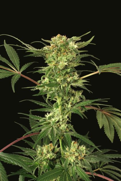 Featured Image of Devil Kush