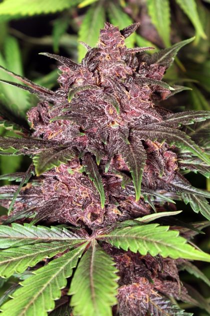 Featured Image of Auto Black Haze