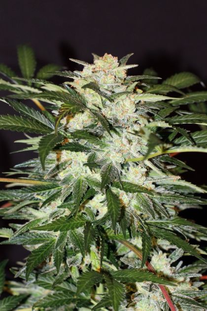 Featured Image of Auto Monster Mash