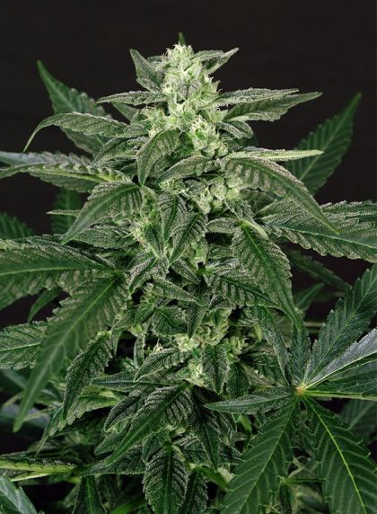 Featured Image of Auto Triple A (Aaa)
