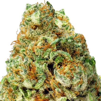 Featured Image of Auto Turbo Bud