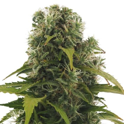 Featured Image of Auto High Density