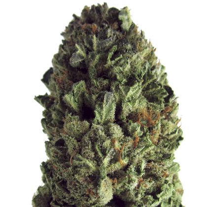 Featured Image of Budzilla