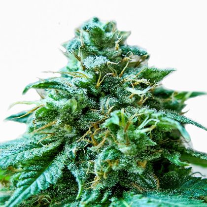 Featured Image of Superb Og