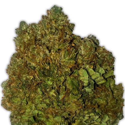 Featured Image of Money Bush