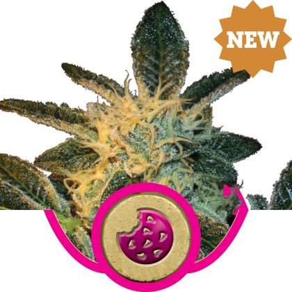 Featured Image of Royal Cookies