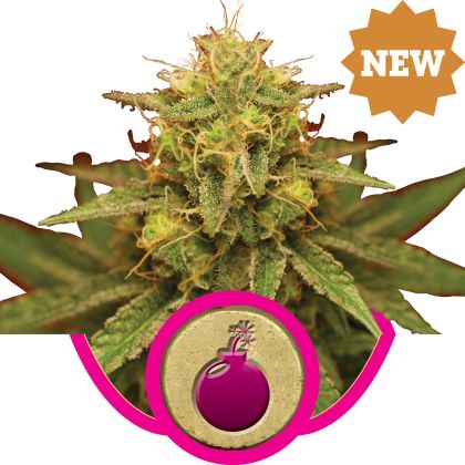 Featured Image of Royal Domina