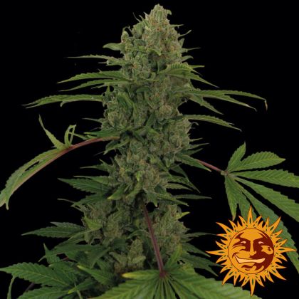 Featured Image of Critical Kush Auto (Former Critical Rapido)