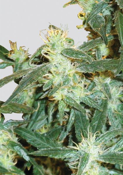 Featured Image of Lemon Og Haze