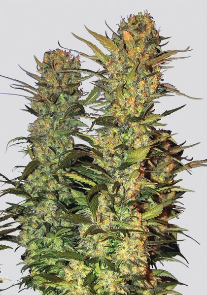 Featured Image of Lithium Og Kush