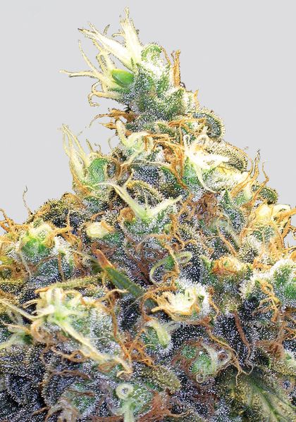 Featured Image of Mango Skunk