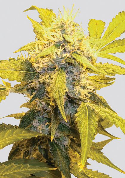 Featured Image of Misty Kush