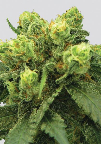 Featured Image of Pre-99 Big Bud