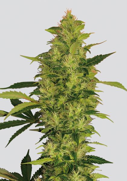 Featured Image of Sativa'S Sour Diesel