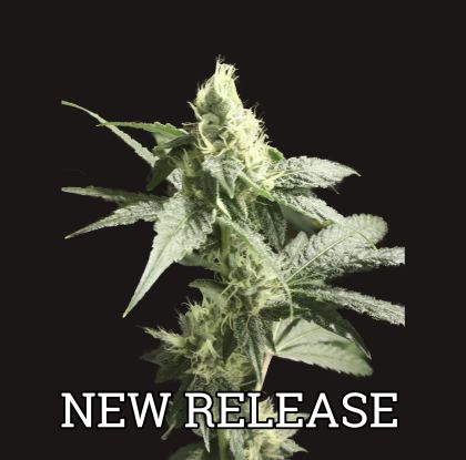 Featured Image of Golden Haze