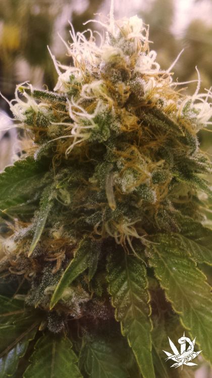 Featured Image of Honey Og