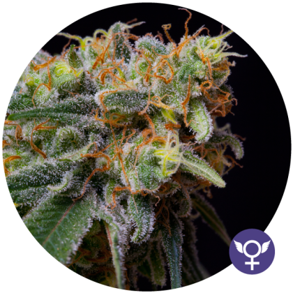 Featured Image of Caramelicious