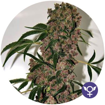 Featured Image of Girl Scout Cookies Xtrm