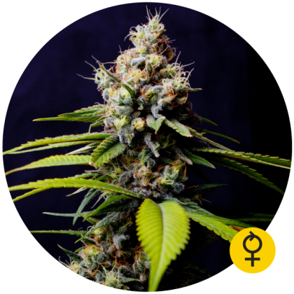Featured Image of Auto Blueberry 420