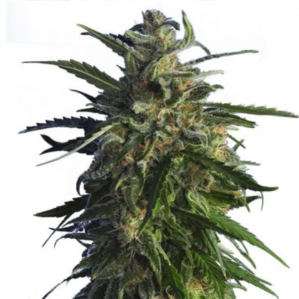 Featured Image of Old Early Skunk