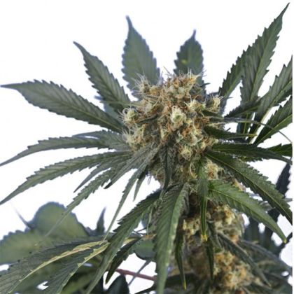 Featured Image of Spider Skunk