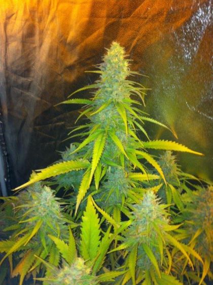 Featured Image of Mexican Haze
