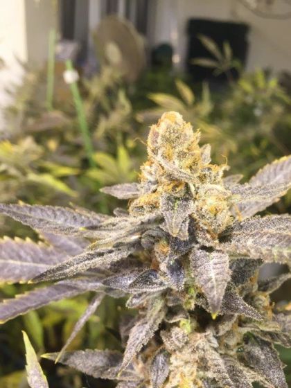 Featured Image of Orange Big Bud