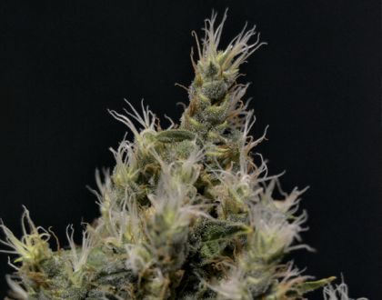 Featured Image of Vanilla Haze