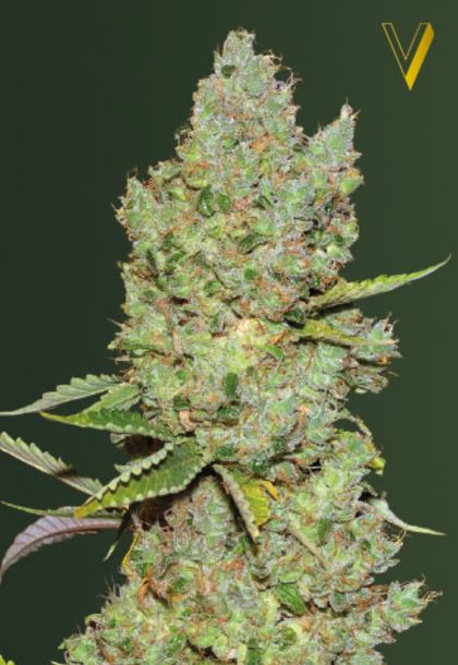 Featured Image of Auto Critical