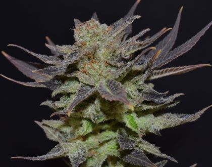 Featured Image of Auto Lavender