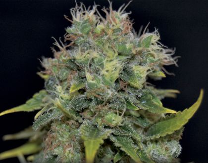 Featured Image of Auto Yumbolt
