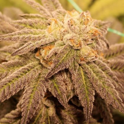 Featured Image of Purple Vapor
