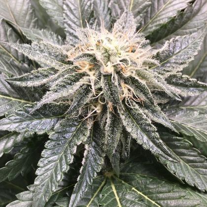 Featured Image of Grandpa'S Breath F2
