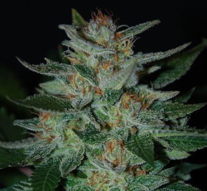 Featured Image of Blue Funk