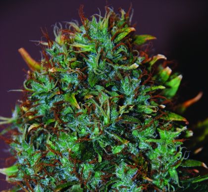 Featured Image of Expert Haze