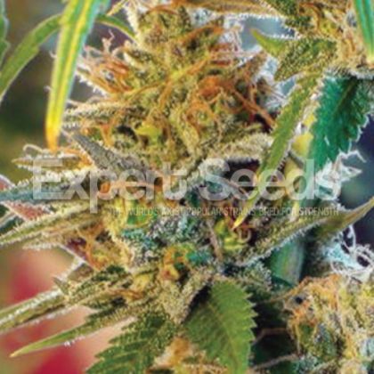 Featured Image of Orange Skunk
